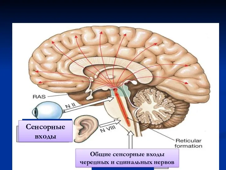 Сенсорные входы Общие сенсорные входы черепных и спинальных нервов