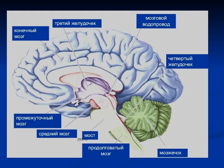 средний мозг мост продолговатый мозг промежуточный мозг конечный мозг третий желудочек мозговой водопровод четвертый желудочек мозжечок