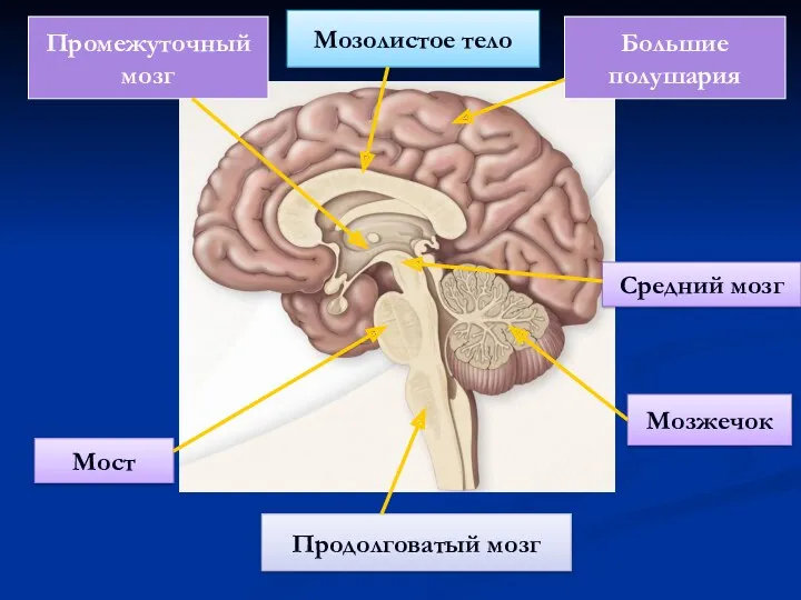 Продолговатый мозг Мост Мозжечок Средний мозг Промежуточный мозг Большие полушария Мозолистое тело