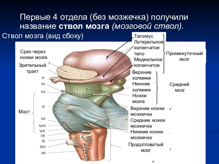 Первые 4 отдела (без мозжечка) получили название ствол мозга (мозговой