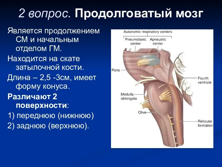 2 вопрос. Продолговатый мозг Является продолжением СМ и начальным отделом