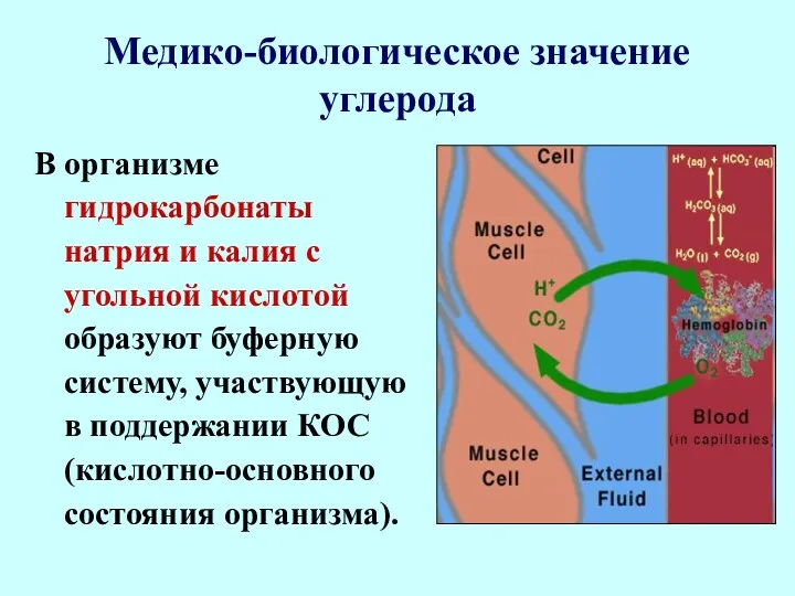 Медико-биологическое значение углерода В организме гидрокарбонаты натрия и калия с