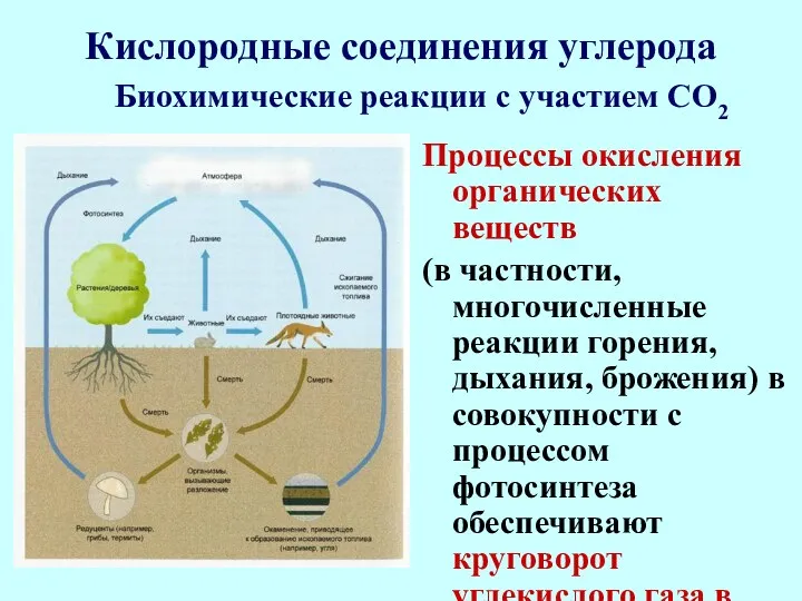 Кислородные соединения углерода Процессы окисления органических веществ (в частности, многочисленные