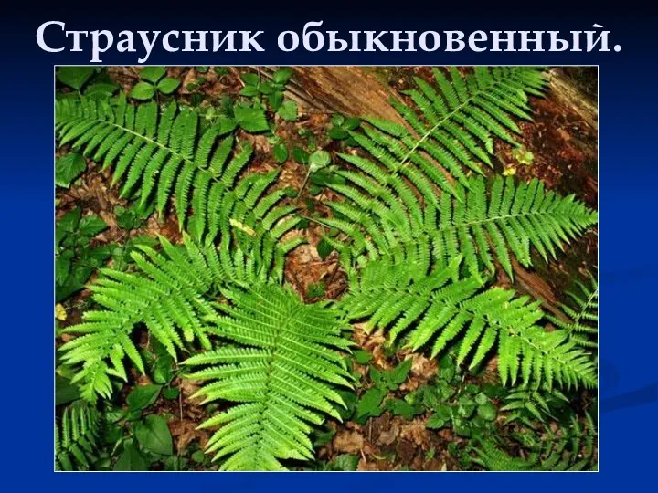 Страусник обыкновенный.