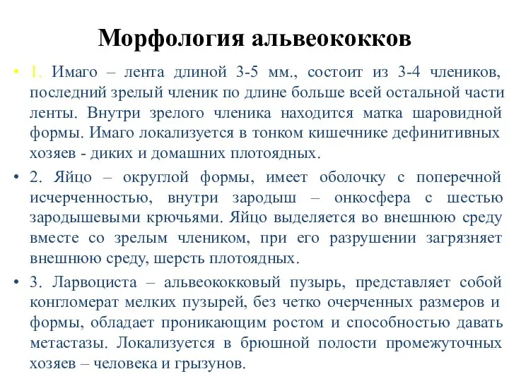 Морфология альвеококков 1. Имаго – лента длиной 3-5 мм., состоит из 3-4 члеников,