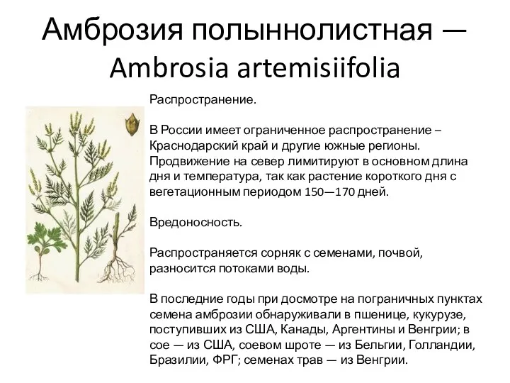 Амброзия полыннолистная — Ambrosia artemisiifolia Распространение. В России имеет ограниченное