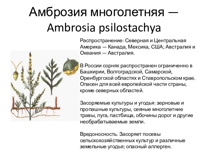 Амброзия многолетняя — Ambrosia psilostachya Распространение: Северная и Центральная Америка