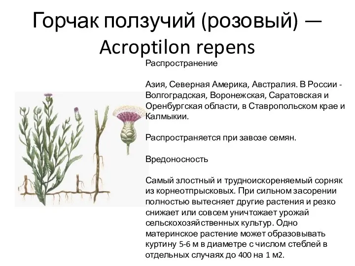 Горчак ползучий (розовый) — Acroptilon repens Распространение Азия, Северная Америка,