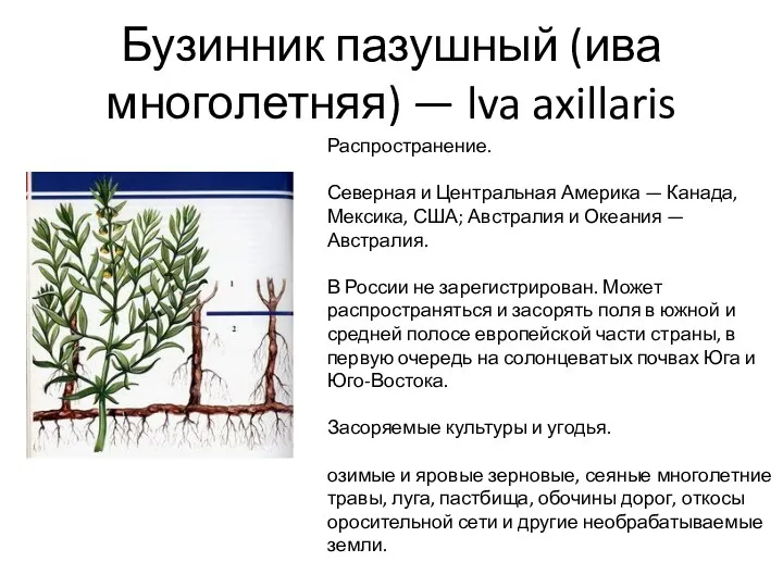 Бузинник пазушный (ива многолетняя) — lva axillaris Распространение. Северная и