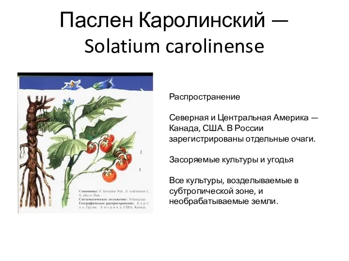 Паслен Каролинский — Solatium carolinense Распространение Северная и Центральная Америка