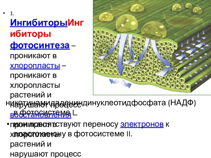 никотинамидадениндинуклеотидфосфата (НАДФ) в фотосистеме I или препятствуют переносу электронов к