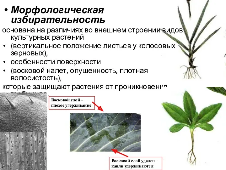 Морфологическая избирательность основана на различиях во внешнем строении видов культурных