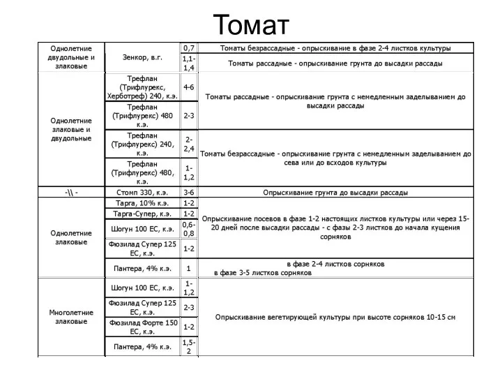 Томат