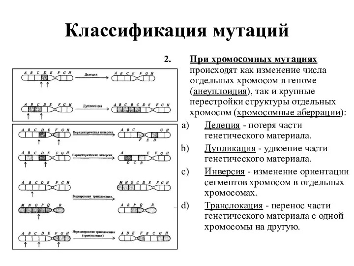 Классификация мутаций При хромосомных мутациях происходят как изменение числа отдельных