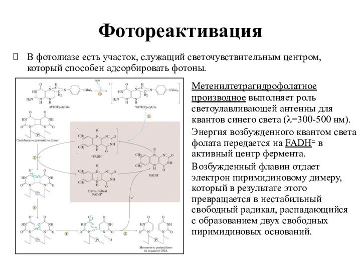 Фотореактивация В фотолиазе есть участок, служащий светочувствительным центром, который способен