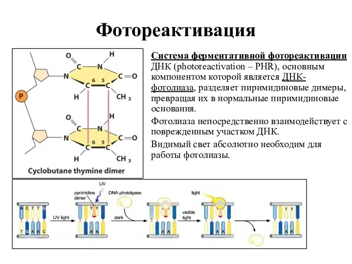 Фотореактивация Система ферментативной фотореактивации ДНК (photoreactivation – PHR), основным компонентом