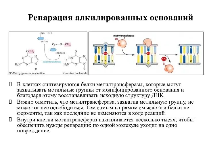 Репарация алкилированных оснований В клетках синтезируются белки метилтрансферазы, которые могут