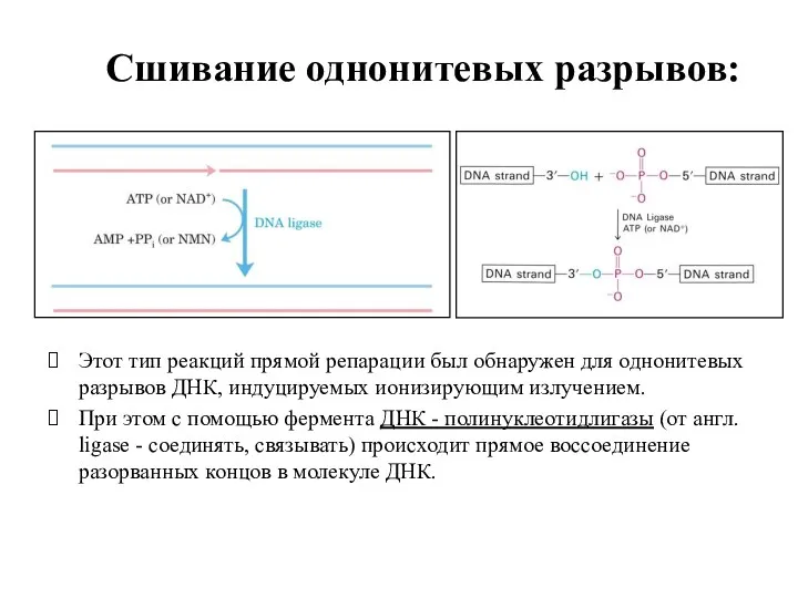 Сшивание однонитевых разрывов: Этот тип реакций прямой репарации был обнаружен