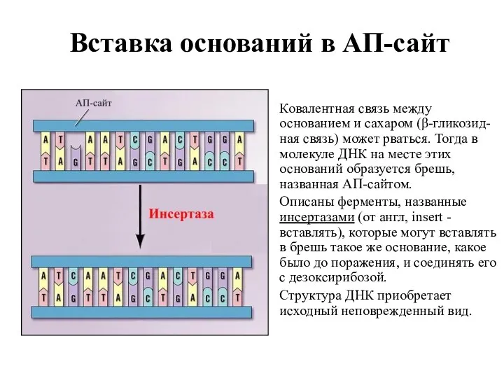 Вставка оснований в АП-сайт Ковалентная связь между основанием и сахаром