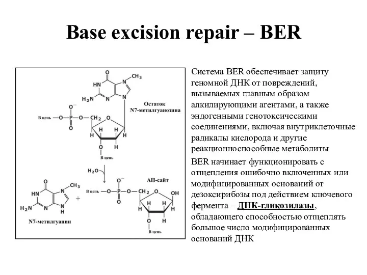Base excision repair – BER Система BER обеспечивает защиту геномной