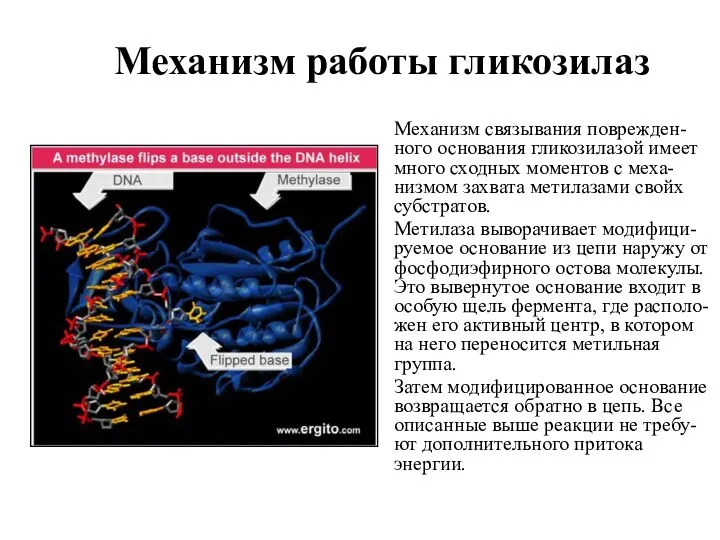 Механизм работы гликозилаз Механизм связывания поврежден-ного основания гликозилазой имеет много