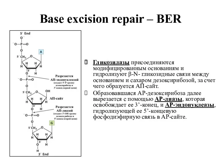 Base excision repair – BER Гликозилазы присоединяются модифицированным основаниям и