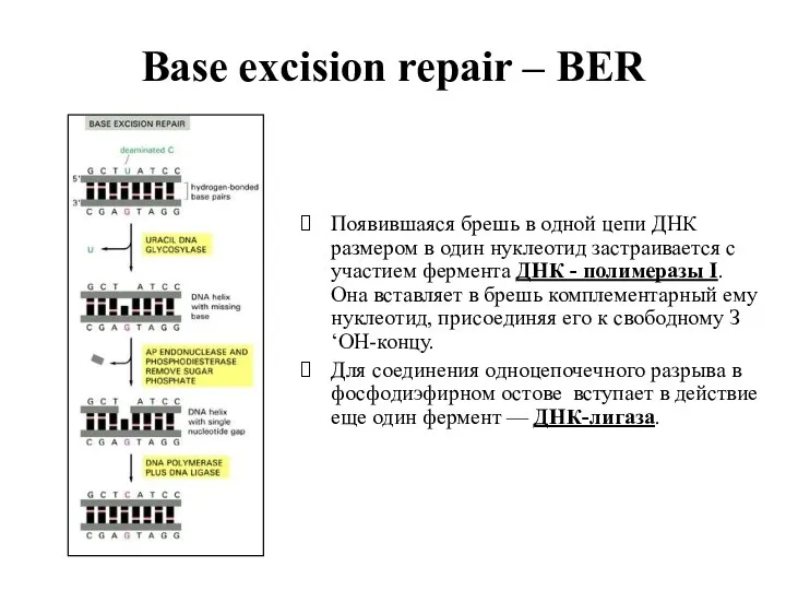 Base excision repair – BER Появившаяся брешь в одной цепи
