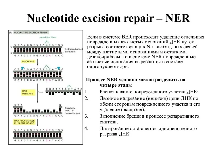 Nucleotide excision repair – NER Процесс NER условно можно разделить