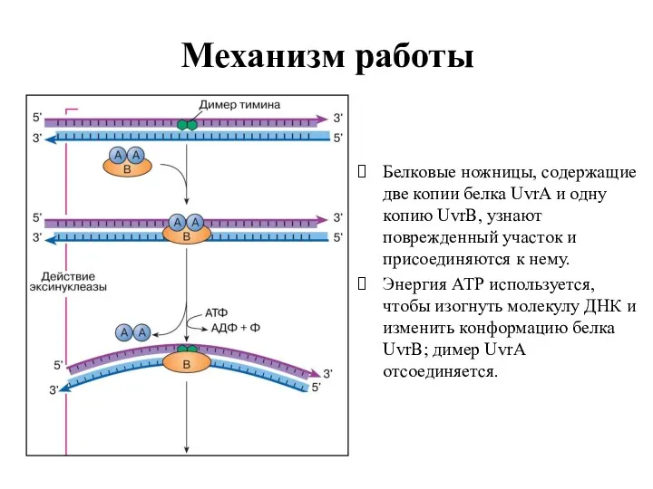 Механизм работы Белковые ножницы, содержащие две копии белка UvrA и