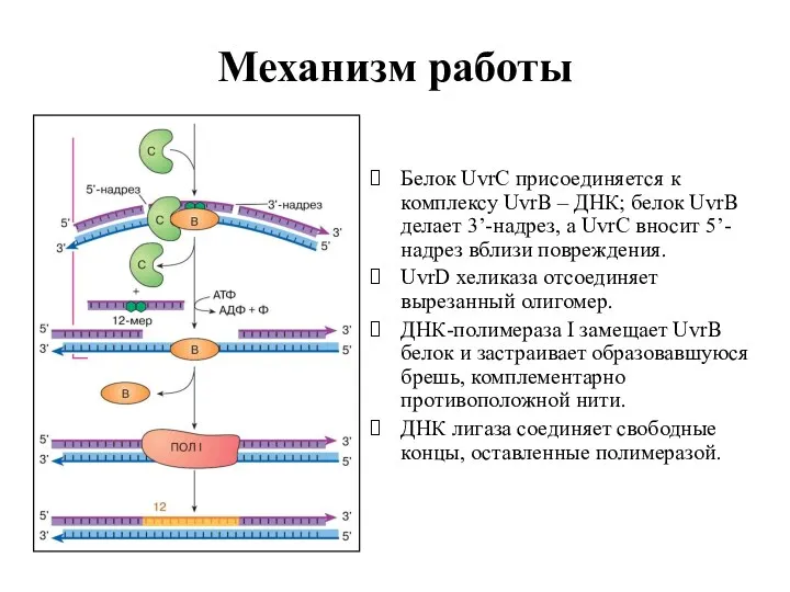 Механизм работы Белок UvrC присоединяется к комплексу UvrВ – ДНК;