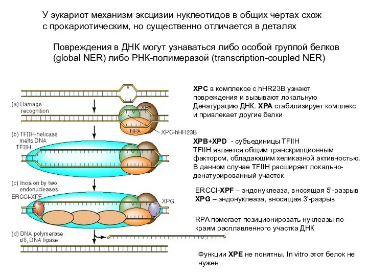 У эукариот механизм эксцизии нуклеотидов в общих чертах схож с