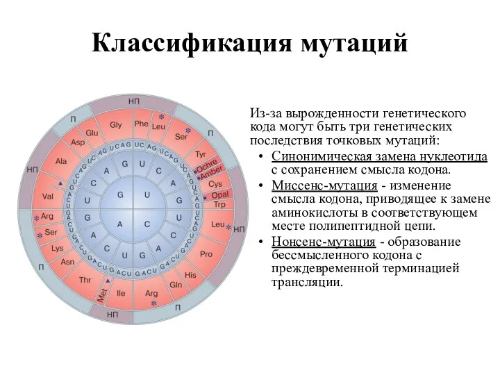 Классификация мутаций Из-за вырожденности генетического кода могут быть три генетических