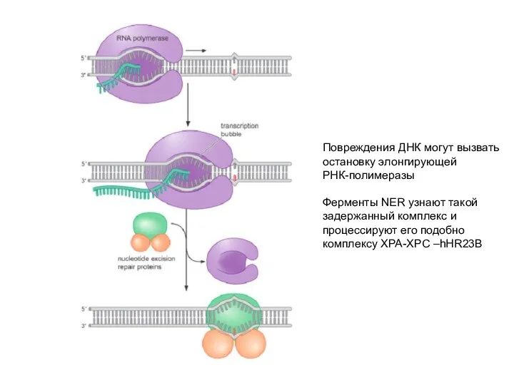 Повреждения ДНК могут вызвать остановку элонгирующей РНК-полимеразы Ферменты NER узнают