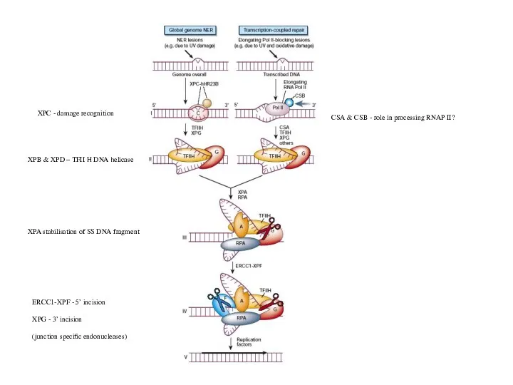 XPB & XPD – TFII H DNA helicase XPC -