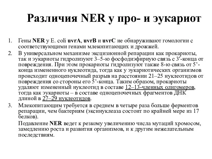 Различия NER у про- и эукариот Гены NER у E.
