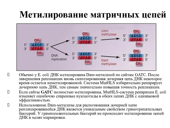 Метилирование матричных цепей Обычно у E. coli ДНК метилирована Dam-метилазой