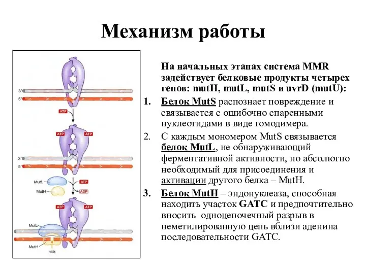 Механизм работы На начальных этапах система MMR задействует белковые продукты