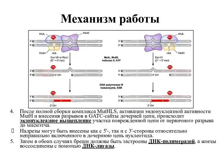 Механизм работы После полной сборки комплекса MutHLS, активации эндонуклеазной активности