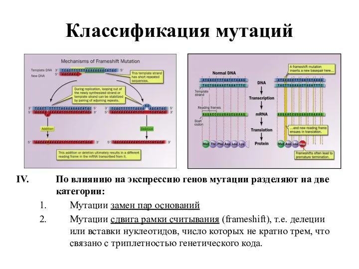 Классификация мутаций По влиянию на экспрессию генов мутации разделяют на