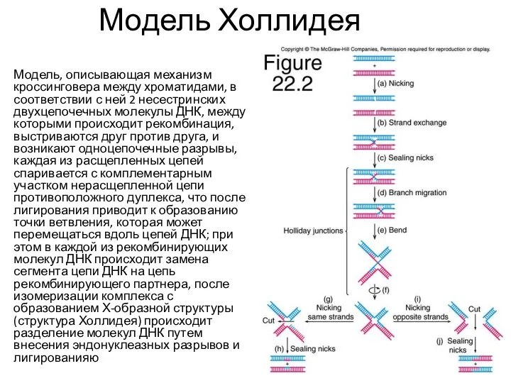 Модель Холлидея Модель, описывающая механизм кроссинговера между хроматидами, в соответствии