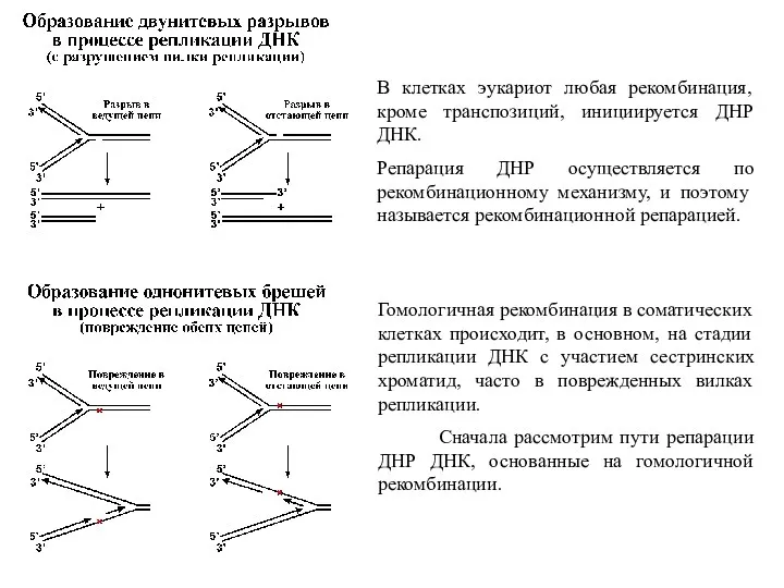 В клетках эукариот любая рекомбинация, кроме транспозиций, инициируется ДНР ДНК.