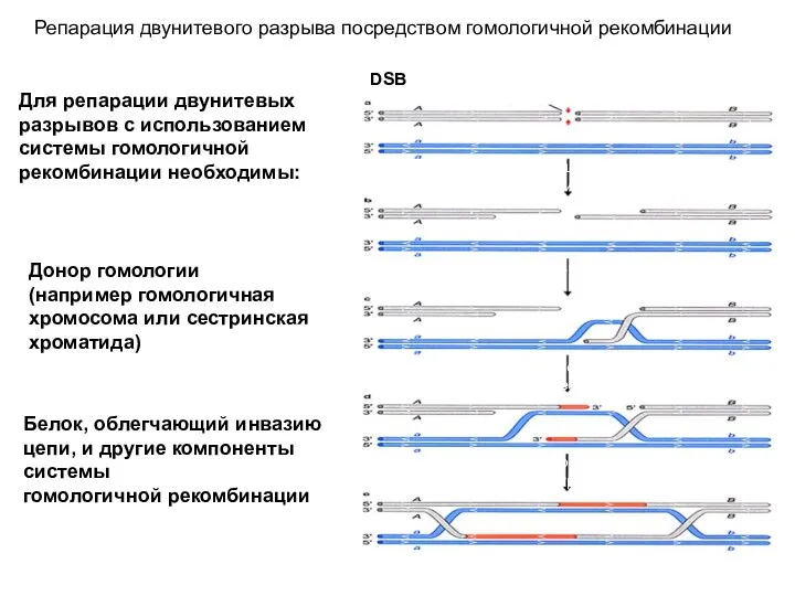 Репарация двунитевого разрыва посредством гомологичной рекомбинации DSB Процессирование концов экзонуклеазами;