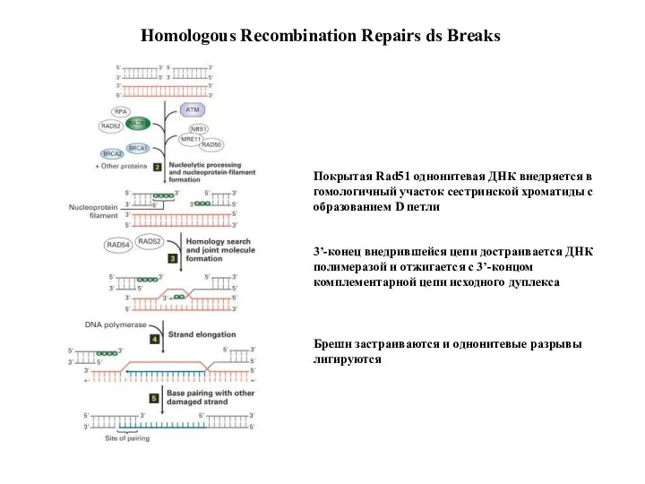 Покрытая Rad51 однонитевая ДНК внедряется в гомологичный участок сестринской хроматиды