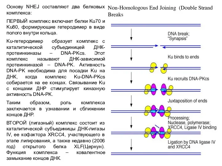Основу NHEJ составляют два белковых комплекса: ПЕРВЫЙ комплекс включает белки