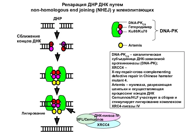 DNA-PKCS Гетеродимер Ku80/Ku70 Artemis Лигирование DNA-PKCS – каталитическая субъединица ДНК-зависимой