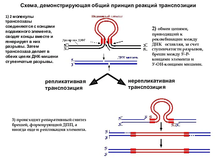 репликативная транспозиция нерепликативная транспозиция Схема, демонстрирующая общий принцип реакций транспозиции