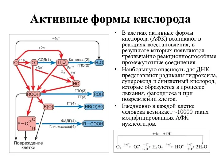 Активные формы кислорода В клетках активные формы кислорода (АФК) возникают