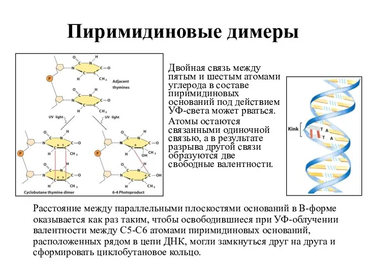 Пиримидиновые димеры Расстояние между параллельными плоскостями оснований в В-форме оказывается