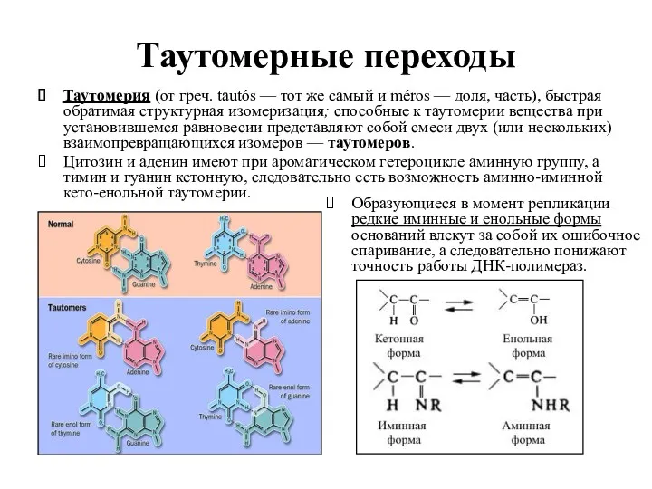 Таутомерные переходы Таутомерия (от греч. tautós — тот же самый