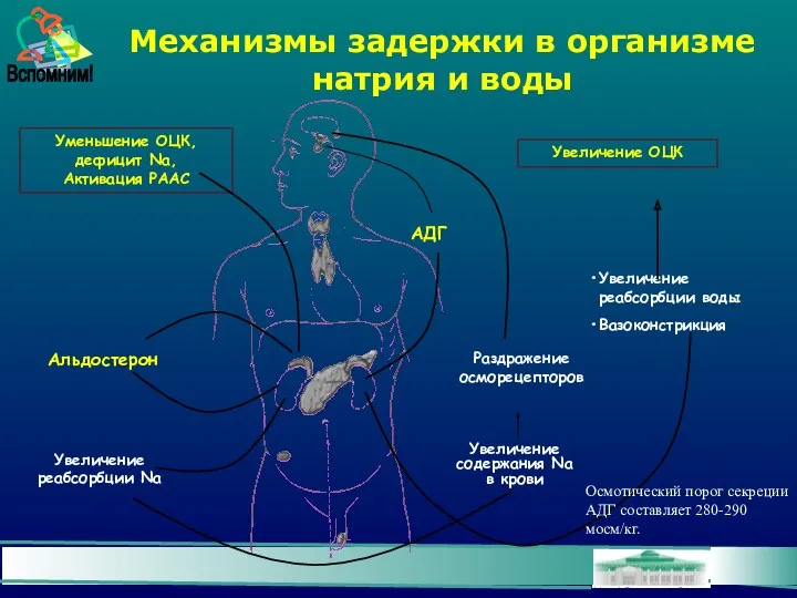 Механизмы задержки в организме натрия и воды Уменьшение ОЦК, дефицит